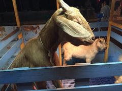 Chiang&nbsp;Mai&nbsp;Night&nbsp;Safari-清迈夜间动物园