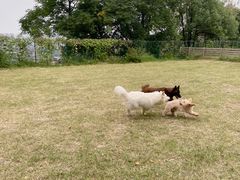 -趣多多宠物公园·宠物训犬学校·宠物寄养