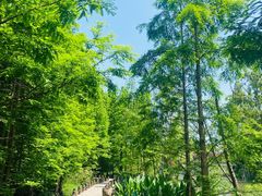 -桤木河湿地公园