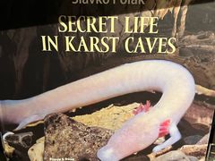 -波斯托伊纳溶洞