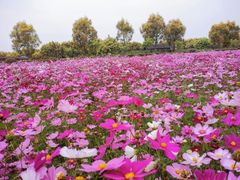 -广东花都香草世界旅游度假区