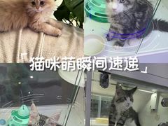 -小猫来了·猫咪专售(红山六九七九店)
