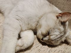 -藏猫猫咖啡主题馆(中央大道店)