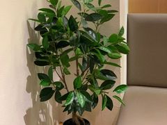 -奈诺甜品·生日蛋糕·下午茶(古城店)
