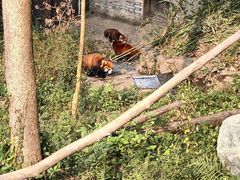 -都江堰中华大熊猫苑