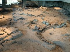 -自贡恐龙博物馆