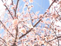 -桃花堤公园