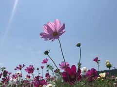 -径山花海