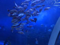 -芜湖新华联大白鲸海洋公园