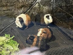-青青世界