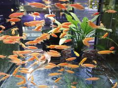 -中环花鸟鱼虫市场