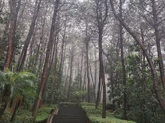 -铁山坪森林公园