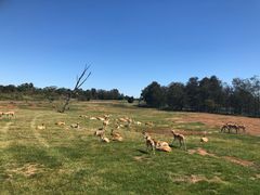 -威勒比开放式动物园