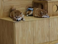 -柴源莊·柴小宠柴犬咖啡