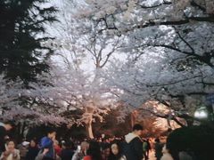 -武汉大学-樱园