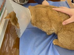 -美联众合动物医院·24h京西诊疗中心