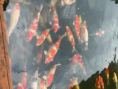 -香麒园·过桥米线·南湖雅宴