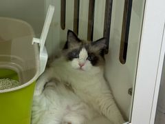 -青奢宠物·青奢猫舍