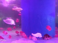 -印象·浅水湾(百乐门大厦店)