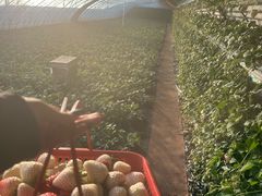 -大自然农场蔬菜草莓采摘园