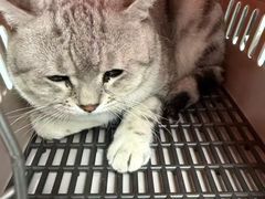 -瑞派·关忠动物医院·猫专科·犬专科(三环新城店)