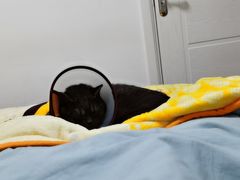 -美联众合动物医院(·中兽医·疑难杂症·严家桥分院)