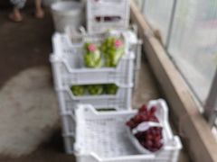 -马陆小张葡萄园农家乐