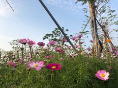 -芒洲湿地公园