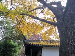 -上海醉白池公园