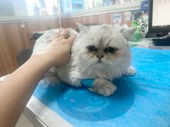 -瑞鹏宠物医院·内科·中兽医·骨科(苗圃店)