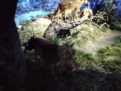 -国家自然博物馆