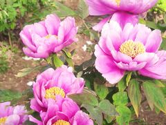 -洛阳郁金香牡丹园