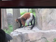 -上海野生动物园