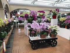 景点-荷兰花海