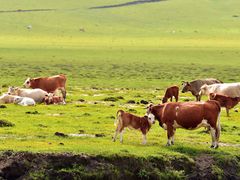 -塞罕坝国家级自然保护区