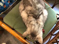 -猫色咖啡·猫咖
