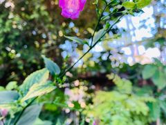 -北京植物园-展览温室