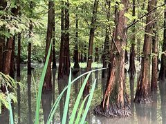 -桤木河湿地公园