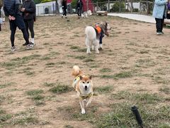 -爪吧宠物乐园 (温榆河示范区店)