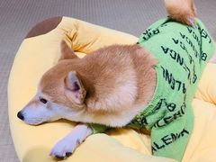 -逗柴咖啡屋·狗咖猫咖宠物桌游