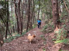 -铁山坪森林公园