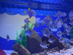 -烟台海昌鲸鲨海洋公园