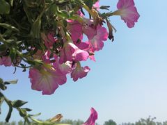 -荷兰花海