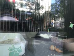 -爱宠屋pet shop·宠物洗澡·宠物美容