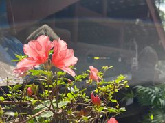 -青羊宫