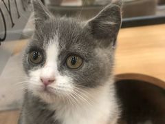 -袖虎·猫馆(体育西路店)