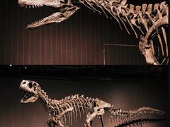 -正佳自然科学博物馆