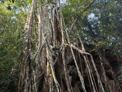 -中国科学院西双版纳热带植物园