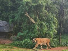 -海南热带野生动植物园