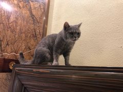 -more than meow吴止猫主题餐厅(承德 中船汇店)